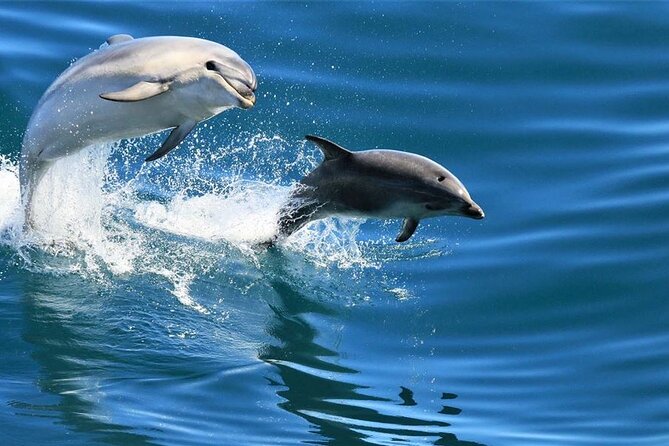 Cruise and Snorkeling With Dolphins Including Lunch From Hurghada - Dolphin Watching and Snorkeling