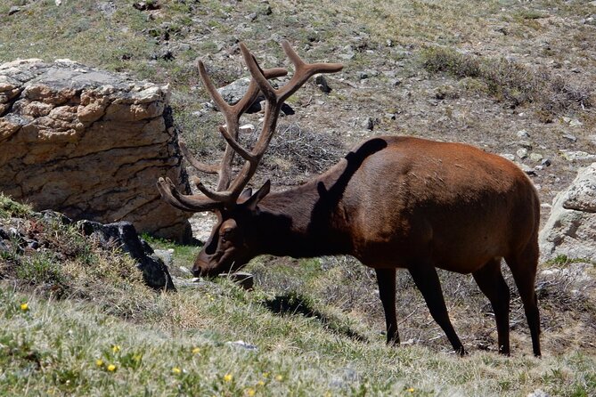 Custom Private Rocky Mountain National Park Half Day Tour - Highlights and Photo Opportunities