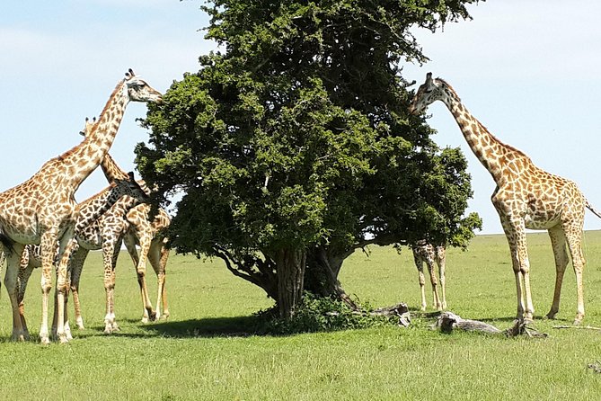Day Tour Nairobi National Park - Animal Orphanage Visit