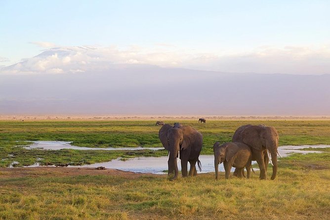 Day Tour To Amboseli National Park - Personalized Pickup and Transport