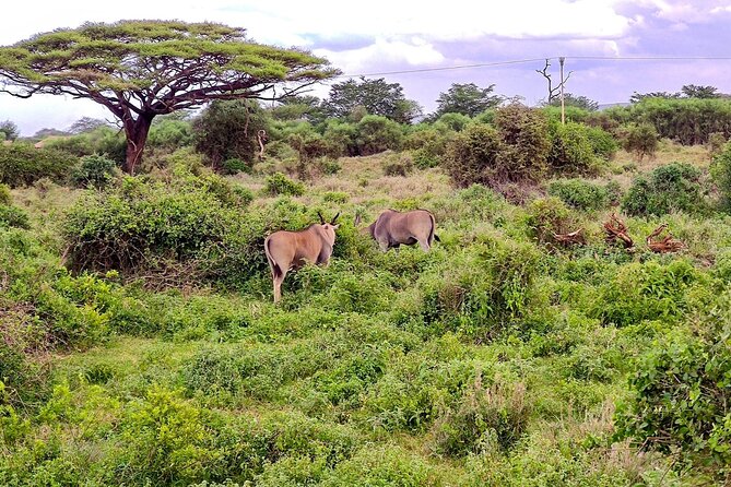 Day Tour to Amboseli National Park From Nairobi - Tips for a Successful Visit