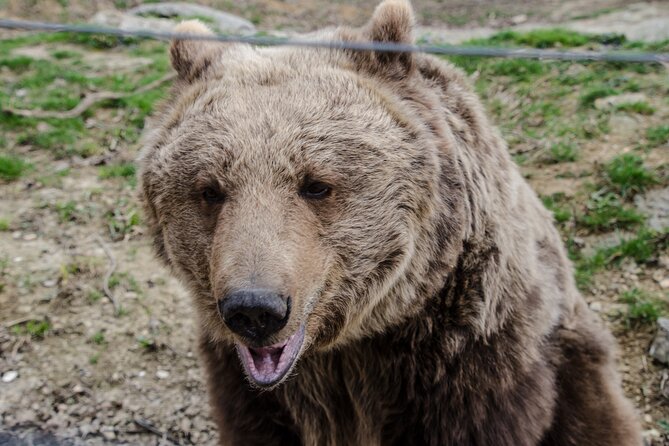 Day Trip Bear Sanctuary, Bran Castle, Rasnov Fortress From Brasov - Lunch and Transportation