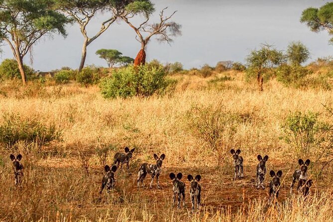 Day Trip Safari to Tarangire National Park - Frequently Asked Questions