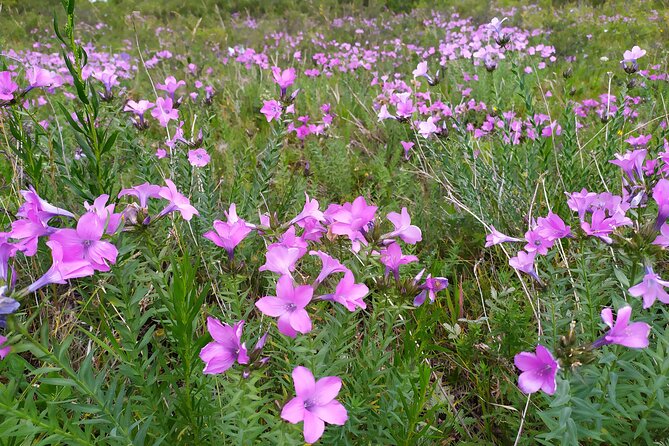 Day Trip to Ala-Archa National Park - Pricing Information