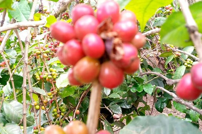 Day Trip to Materuni Waterfalls and Coffee Tour - What to Expect