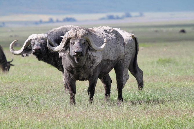 Day Trip to Ngorongoro Crater - Accessibility and Transportation