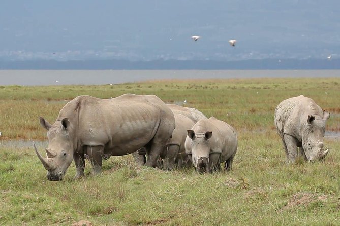 Day Trip to Ol Pejeta Conservancy From Nairobi - Interaction With Endangered Species