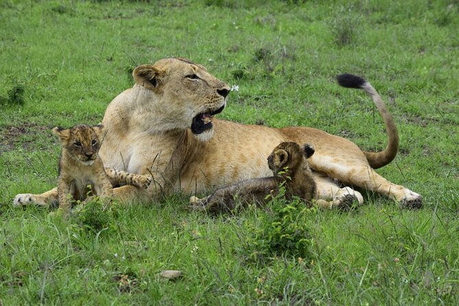 Day Trip To Ol Pejeta Conservancy Rhino And Chimpanzee Sanctuary - Pickup and Accessibility Information