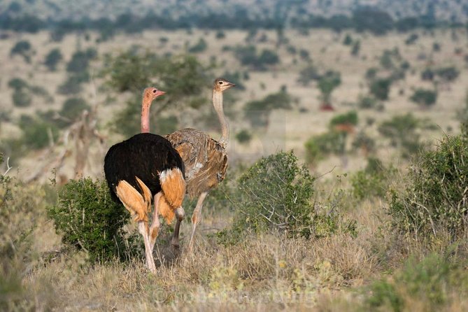 Day Trip - Tsavo East National Park ( Man Eater Lions of Tsavo & Other Big Five) - Reviews and Experiences