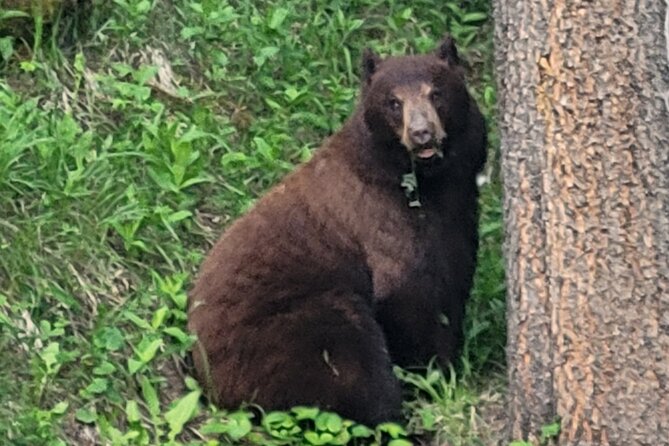 Discover Banff National Park - Premium Day Trip - Small Group Experience