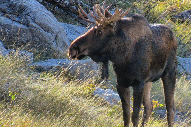 Discover Jasper and Its Wildlife - Customer Reviews and Feedback