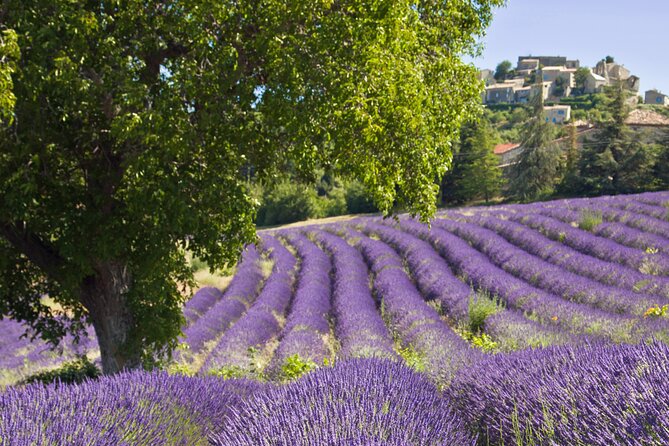 Discover Our Fields and Lake Full-Day Shared Tour From Nice - Taking in Local Culture