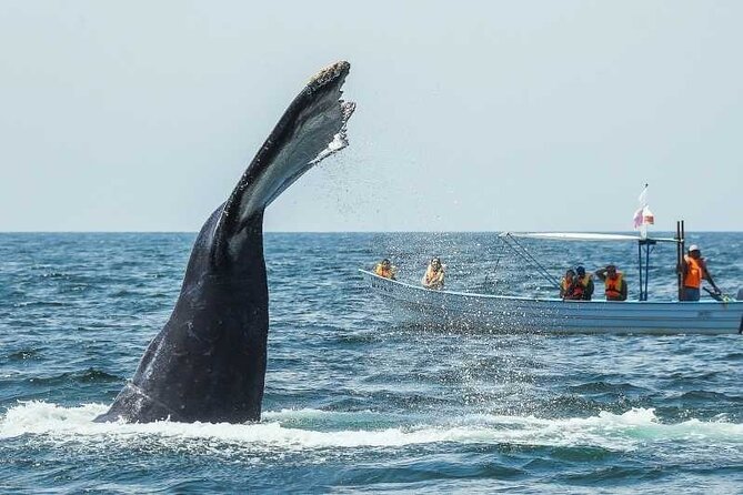 Discover Samana, Bacardi Island, the Limon Waterfall and the Whales - Booking and Logistics