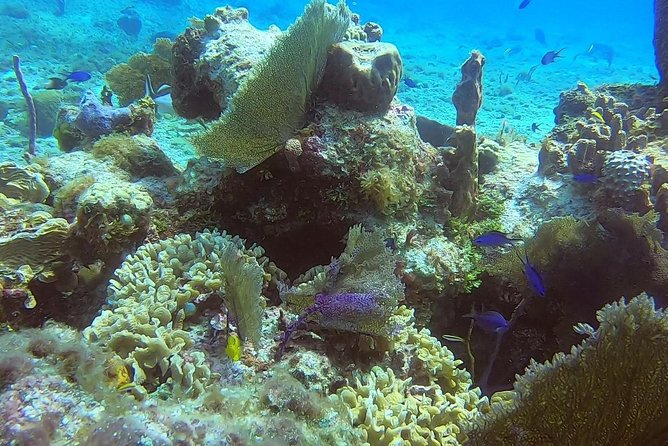 Discover Scuba Diving - Participant Satisfaction and Feedback
