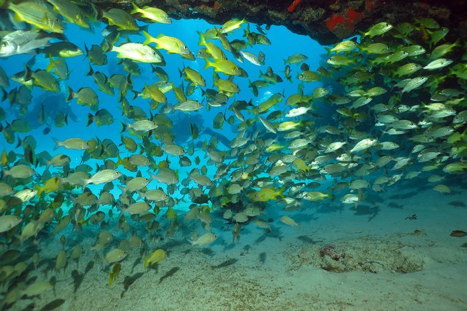 Discover Scuba Diving Course in Playa Del Carmen With Two Coral Reef Dives - Frequently Asked Questions
