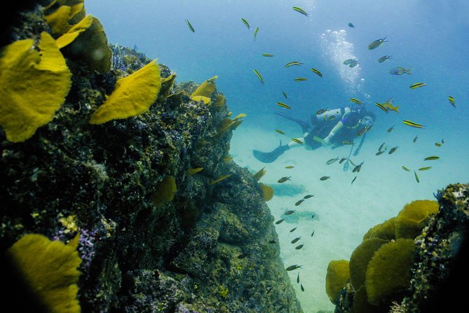 Discover Scuba Experience at Las Caletas, Puerto Vallarta - Memorable Experiences
