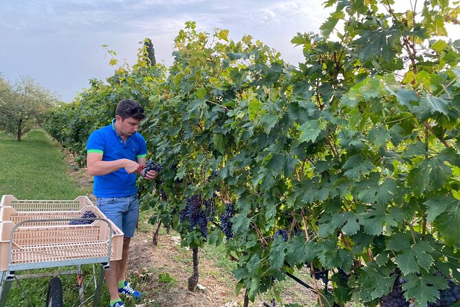Discover the Amarone Wine: 1 Winery With Delicious Lunch - Valpolicella Wine Tasting