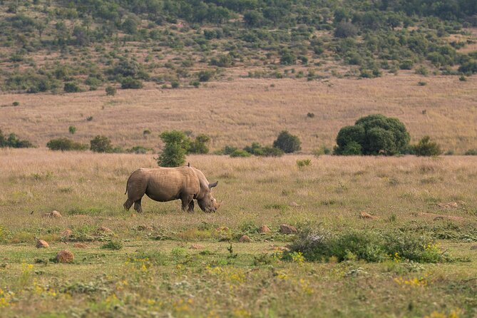 Discover the Pilanesberg With a Personalized Full Day Safari - Qualified Safari Expertise