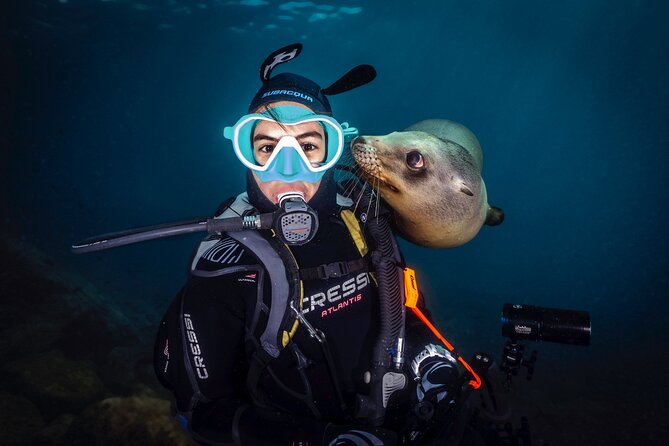 Dive in La Paz With Sea Lions, Turtles, Fish Schools and Wrecks - Dive Destinations