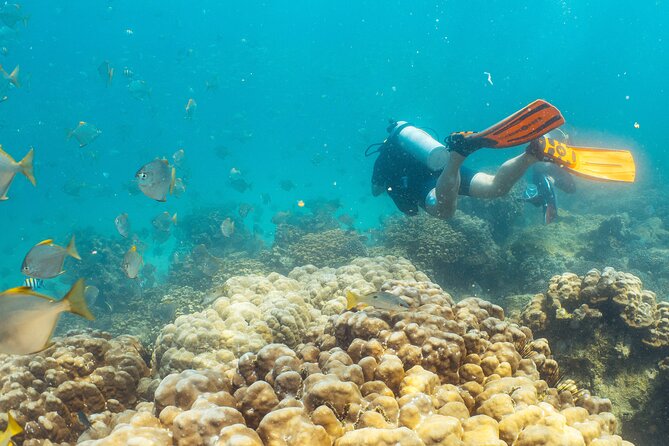 Dive Trip to the Coral Reefs of Fujairah for Certified Scuba Divers - Traveler Reviews and Ratings