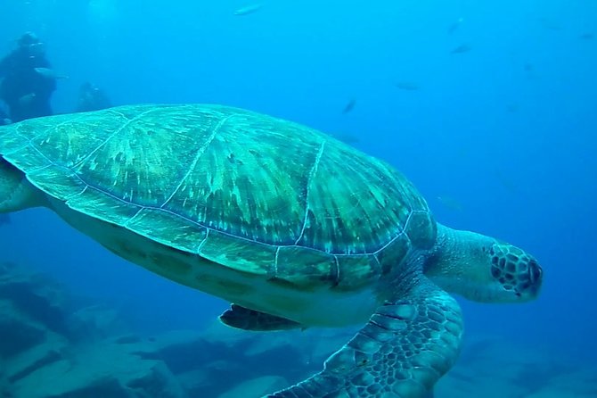 Diving for Beginners by Boat From Puerto Colon - Instructor Qualifications