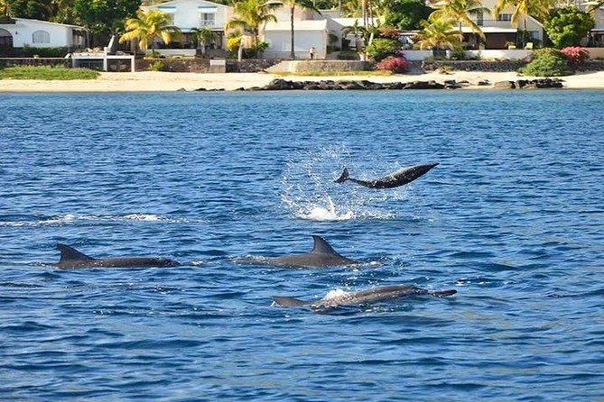 Dolphin Encounters, Ile Aux Benitier & Crystal Rock: Full-Day (Lunch & Transfer) - Dining Experience