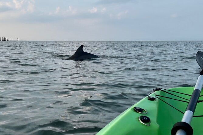 Dolphin Kayak Tour in Virginia Beach Must Know How to Swim - Review Highlights and Ratings