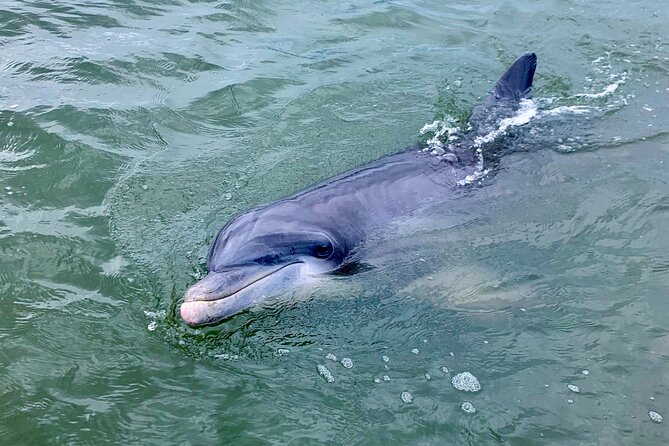 Dolphin Tour Hilton Head Island SC - Tips for Your Dolphin Experience