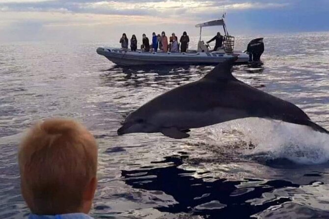 Dolphin Watching at Dawn in Alcúdia - Participant Feedback