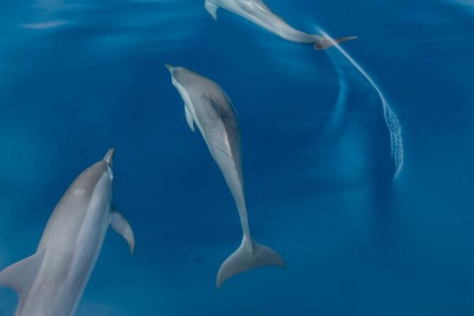 Dolphin Watching in Puerto Escondido - Opportunities for Swimming