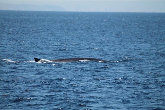 Dolphins Watching in Gibraltar - Day Trip From Seville - Customer Satisfaction