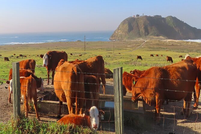 Driving the California Coast: A Self-Guided Audio Tour - Experiencing Point Sur Lighthouse