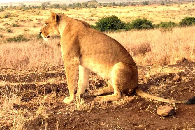 Early Morning Group Joining Mini Safari To Nairobi National Park - Group Size and Experience