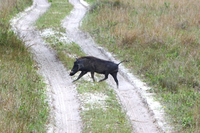 Economic 1Day Maputo Special Reserve Safari(Maputo National Park) - Guest Reviews and Experiences