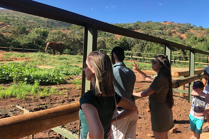 Elephant Sanctuary Tour From Johannesburg - Guest Experiences