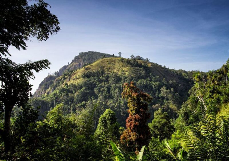Ella: 9 Arch Bridge, Ella Rock, & Little Adam'S Peak Tour - Customer Feedback