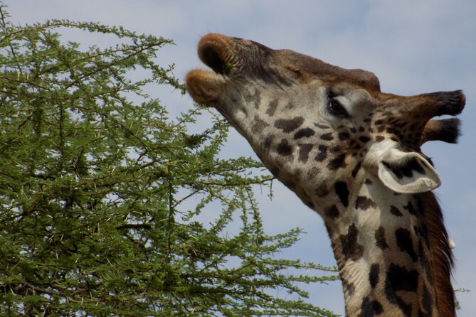 Enjoy a Private Day Trip to Lake Manyara National Park. - Health and Safety Considerations