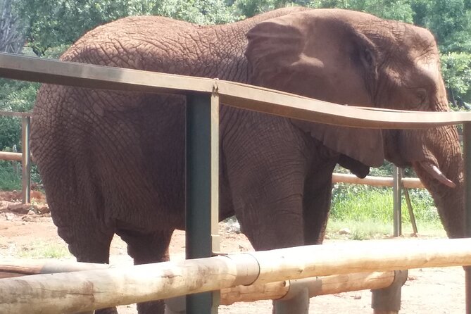 Enlightening Elephants And Monkeys Sanctuary Guided Day Tour - Overwhelmingly Positive Reviews
