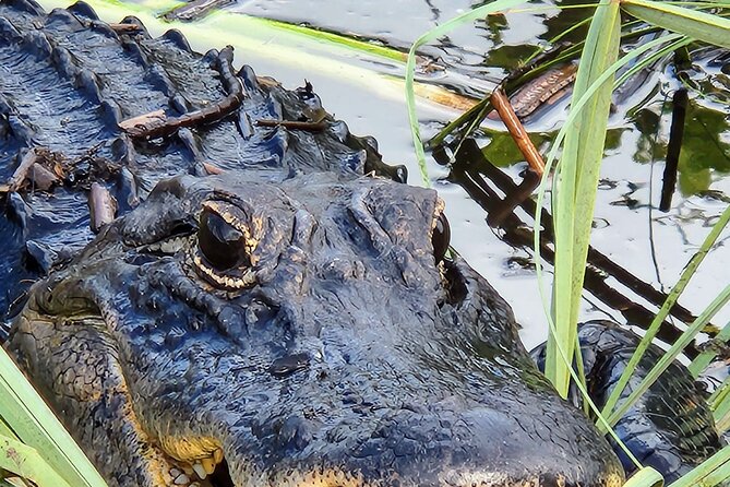 Everglades National Park Biologist Led Hike, 2 Boat Trips + Lunch - Guest Impressions