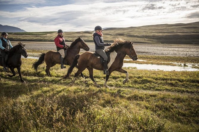 Exclusive Riding Program for Advanced Horse Riders - Give Me 5! - 2 to 3 Hours - Past Customer Feedback and Ratings