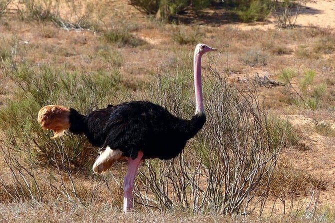 Excursions to the Souss Massa National Park - Booking Your Excursion