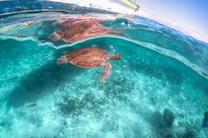 Exotik Half a Day Tour: Cenote Cave and Swimming With Sea Turtles - Tour Highlights and Experiences