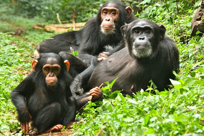 Experience Chimpanzee Trekking in Budongo Forest - Accessibility and Participation