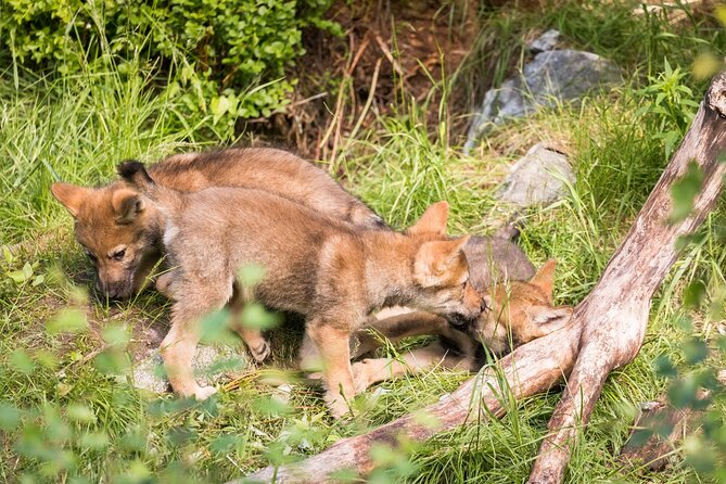 Experience Reindeer Farm and Ranua Wildlife Park in Rovaniemi - Visitor Reviews and Feedback