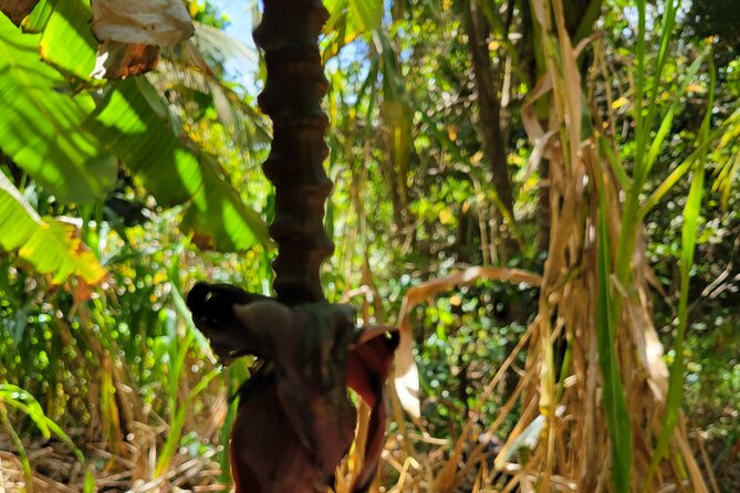 Explore Tropical Fruits & Flowers on Barbados Premier Eco-tour! - Explore Tropical Fruits