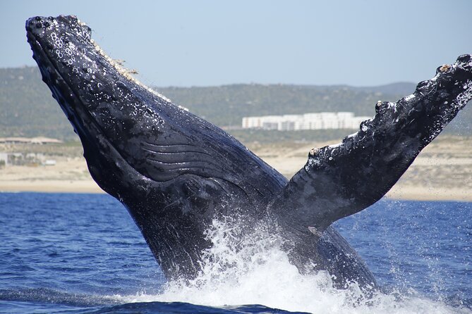 Family BEST Whale Watching Tour - Scenic Coastal Landmarks