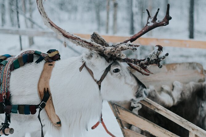 Family Day: Reindeer, Husky and Snowmobiling in Levi - Capturing Memorable Moments