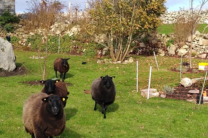Farm to Table Experience and Irish Cooking Class in Galway - Detailed Itinerary