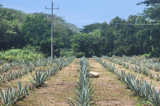 Finca 18 Tequila Tour With Snacks + Optional Pickup Point - Agave Cultivation and Distillation