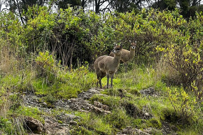 Five (5) Days Tour on North Ethiopia. 1 Day Axum and 3 Days Simien Mountains. - Booking Information